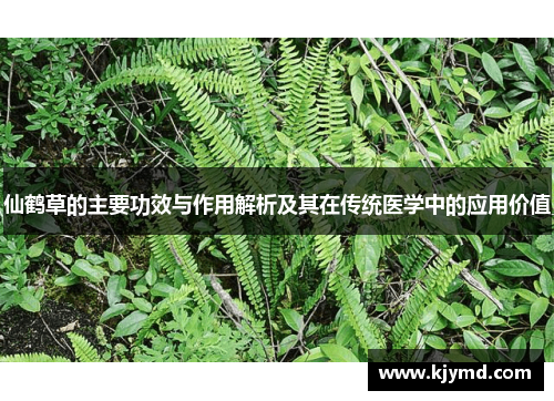 仙鹤草的主要功效与作用解析及其在传统医学中的应用价值